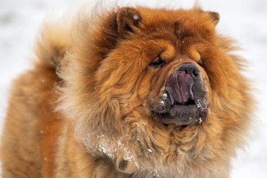 Chow chow, Chinese breed. Winter, snow. Violet tangue.