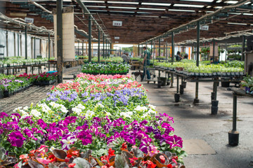 Plant Nursery