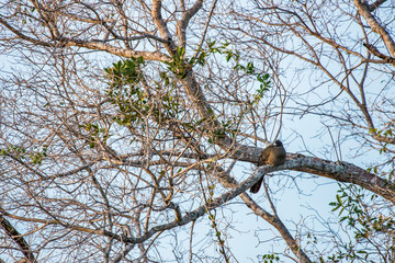 Chaco Chachalaca photographed in Corumba, Mato Grosso do Sul. Pantanal Biome. Picture made in 2017.