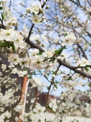 beautiful spring flowers plum blossomed