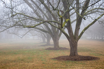 Fototapeta premium Close-up of a row of old pecan trees with moss covered branches, early springtime, park-like setting, foggy morning.