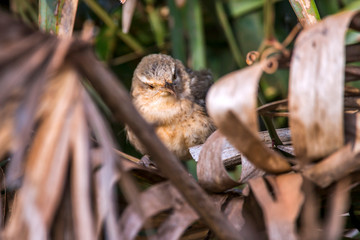 Thrush like Wren photographed in Corumba, Mato Grosso do Sul. Pantanal Biome. Picture made in 2017.