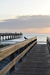 Obraz premium Birds on the beach