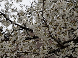 Prunus avium | Fleurs blanches, pédonculées et décoratives du Cerisier des oiseaux ou merisier avant feuillaison