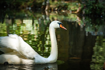 Mute Swan feeding and walking on rocks by pond in wildlife refuge in Rome Georgia.