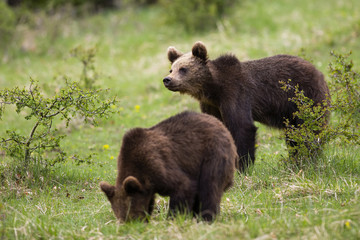 Two cute brown bear, ursus arctos, cubs feeding and looking in a green nature habitat in springtime. Small young wild animal siblings with dark fur and snout from profile view.