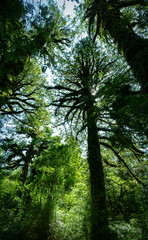 Alerces ruta 7, ubicado en caleta gonzalo, patagonia, región de los lagos, Chile.