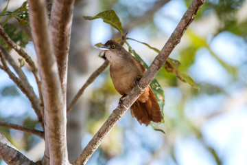 Greater Thornbird photographed in Corumba, Mato Grosso do Sul. Pantanal Biome. Picture made in 2017.