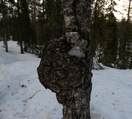 koivupahka