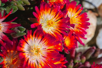 Lampranthus with its orange blossoms open