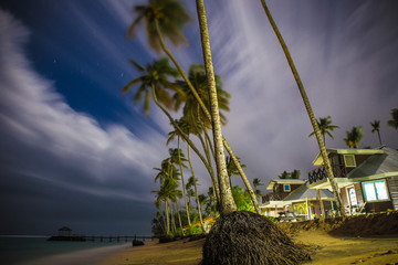 Palmy © Adam
