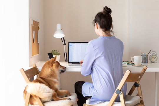 Covid-19 self-isolation and working from home concept. Woman using laptop, Shiba Inu dog near her