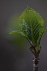 green leaf on black background