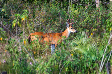 Marsh deer photographed in Corumba, Mato Grosso do Sul. Pantanal Biome. Picture made in 2017.