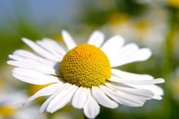 Fototapeta premium kamille