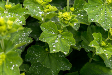 On the pale green leaf of the cuff are large, sparkling raindrops.