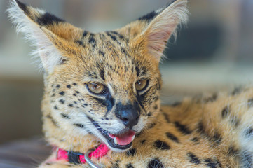 Portrait of macro shot on African Serval (Leptailurus serval)