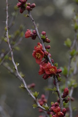 red flowers in the garden