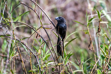 Smooth billed Ani photographed in Corumba, Mato Grosso do Sul. Pantanal Biome. Picture made in 2017.