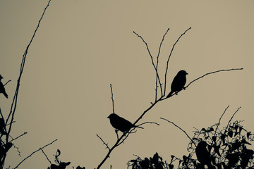Siluette of sparrows in a tree, Oviedo, Spain