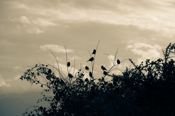 Siluette of sparrows in a tree, Oviedo, Spain