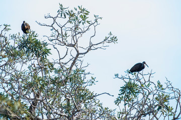 Limpkin photographed in Corumba, Mato Grosso do Sul. Pantanal Biome. Picture made in 2017.