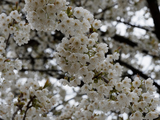Merisier ou cerisier des oiseaux (Prunus avium), grand arbre d'ornement à floraison blanche de...