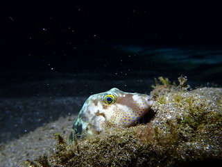 sleeping fish 