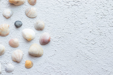 Shells on a light background . Article about vacation. Sea shells lie on a light background