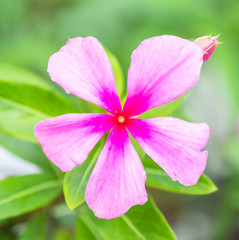 Pink flower with green background