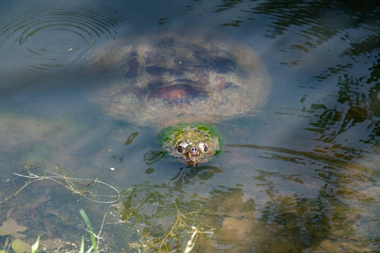 Alligator Snapping Turtle in pond in wildlife refuge in Rome Georgia.