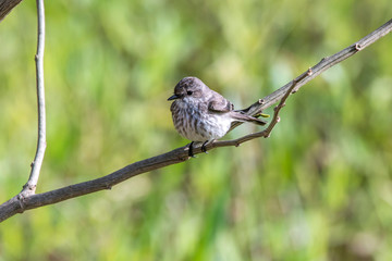 Bird photographed in Corumba, Mato Grosso do Sul. Pantanal Biome. Picture made in 2017.