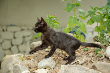 cat on rock