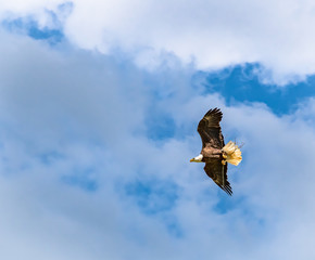 American Bald Eagle flying overhead in wildlife sanctuary in Rome Georgia.