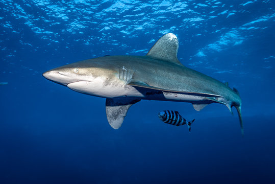 Hai Longimanus am Big Brother Riff im Roten Meer in &Auml;gypten