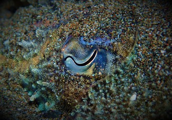 cuttlefish 