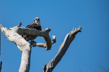 Osprey hawk watches from tree branch