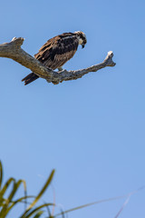 Osprey hawk watches from tree branch