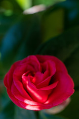 Flowers of red camellia japonica Adolphe audusson