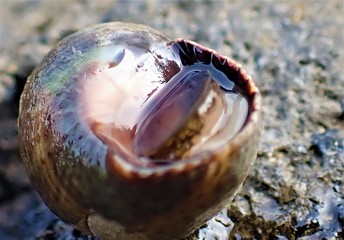 snail shell