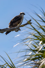 Osprey hawk watches from tree branch