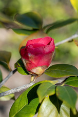 A bud of red camellia japonica Mathotiana
