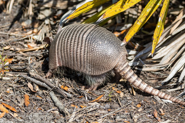 Nine Banded Armadillo Forages for food