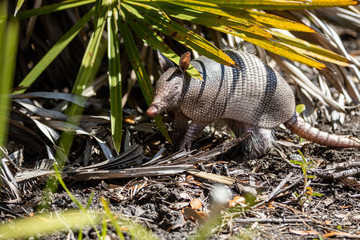 Nine Banded Armadillo Forages for food