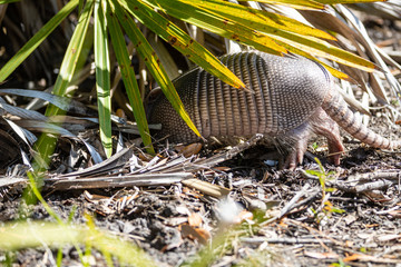 Nine Banded Armadillo Forages for food