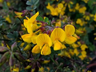Obraz premium yellow flowers in the forest
