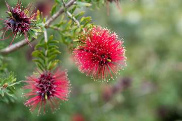 Red blooming flowers of Kunzea baxteri