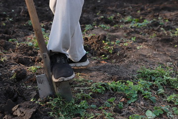 Farmer with a shovel digging 