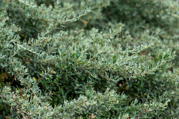 Silver twigs of the spiny saltbush