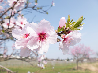Mandelblüte vor blauem Himmel